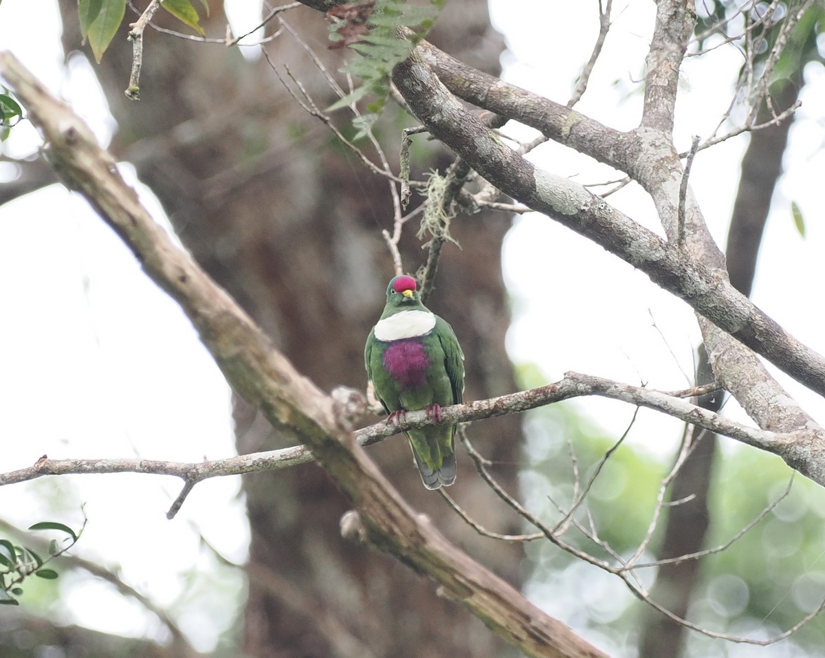 White-breasted Fruit-Dove (Moluccan) - ML620982140