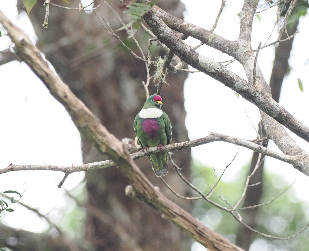 White-breasted Fruit-Dove (Moluccan) - ML620982141