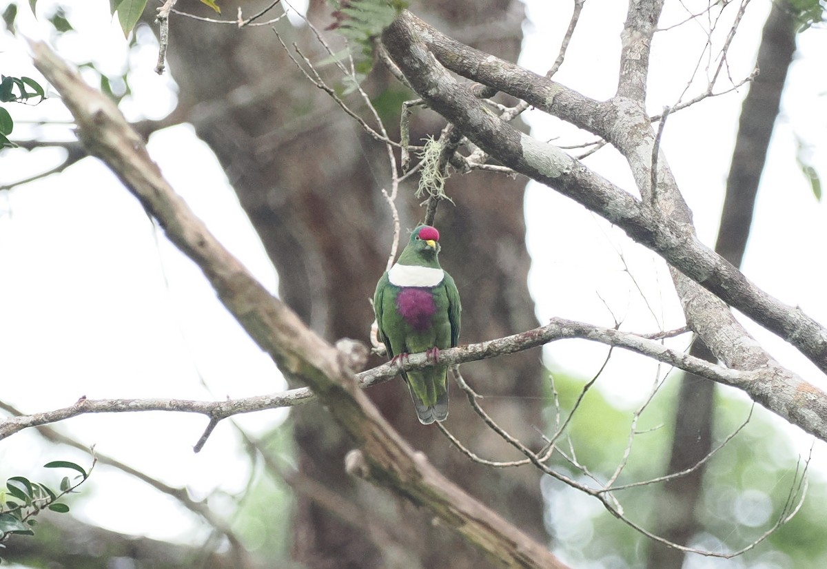 White-breasted Fruit-Dove (Moluccan) - Scott (瑞興) LIN(林)