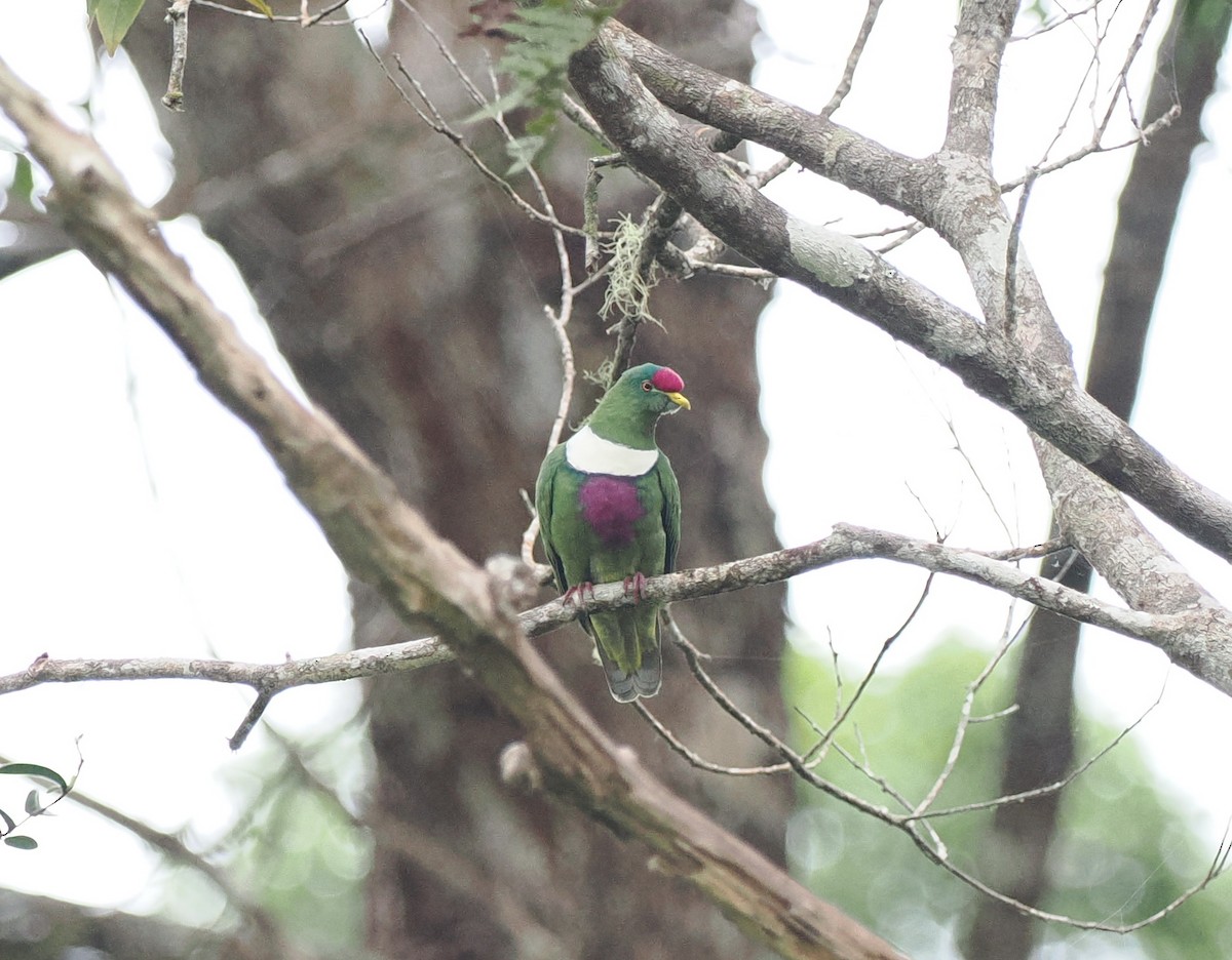 White-breasted Fruit-Dove (Moluccan) - ML620982144