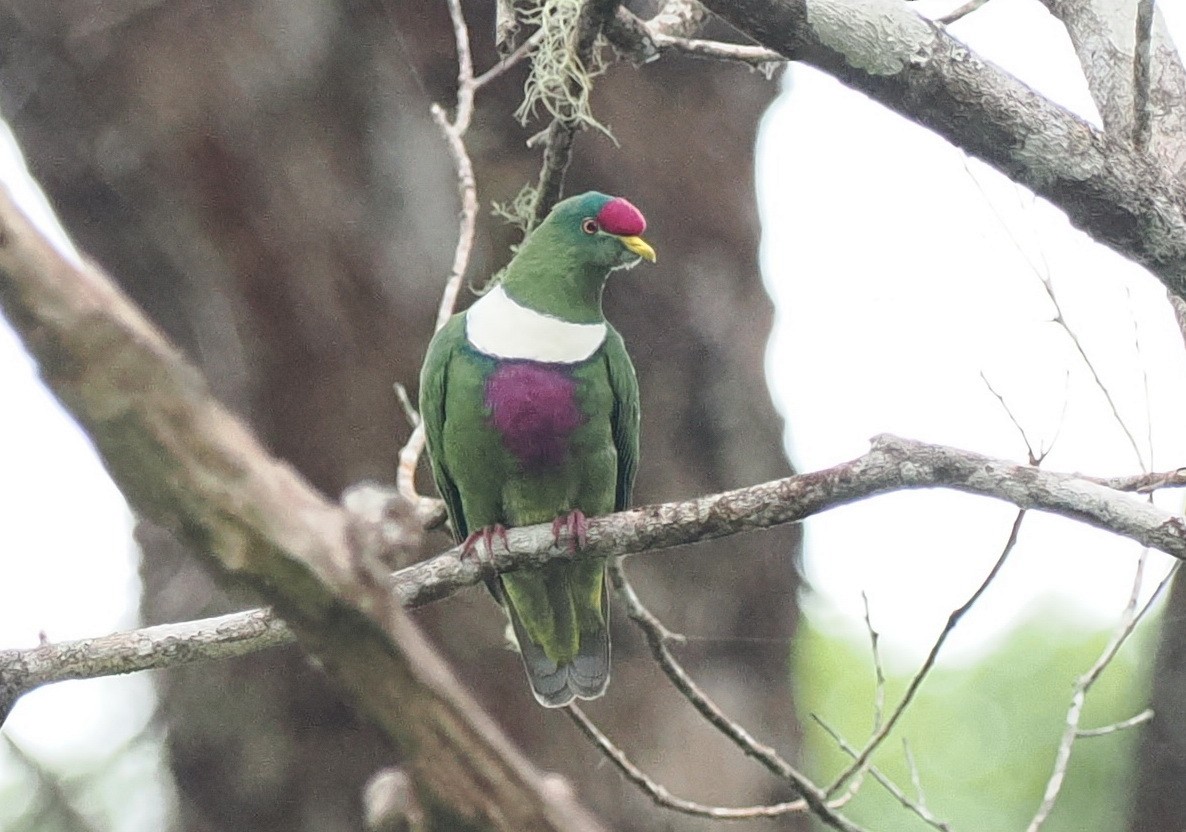 White-breasted Fruit-Dove (Moluccan) - ML620982145