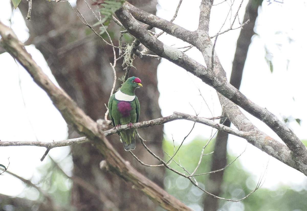 White-breasted Fruit-Dove (Moluccan) - ML620982146