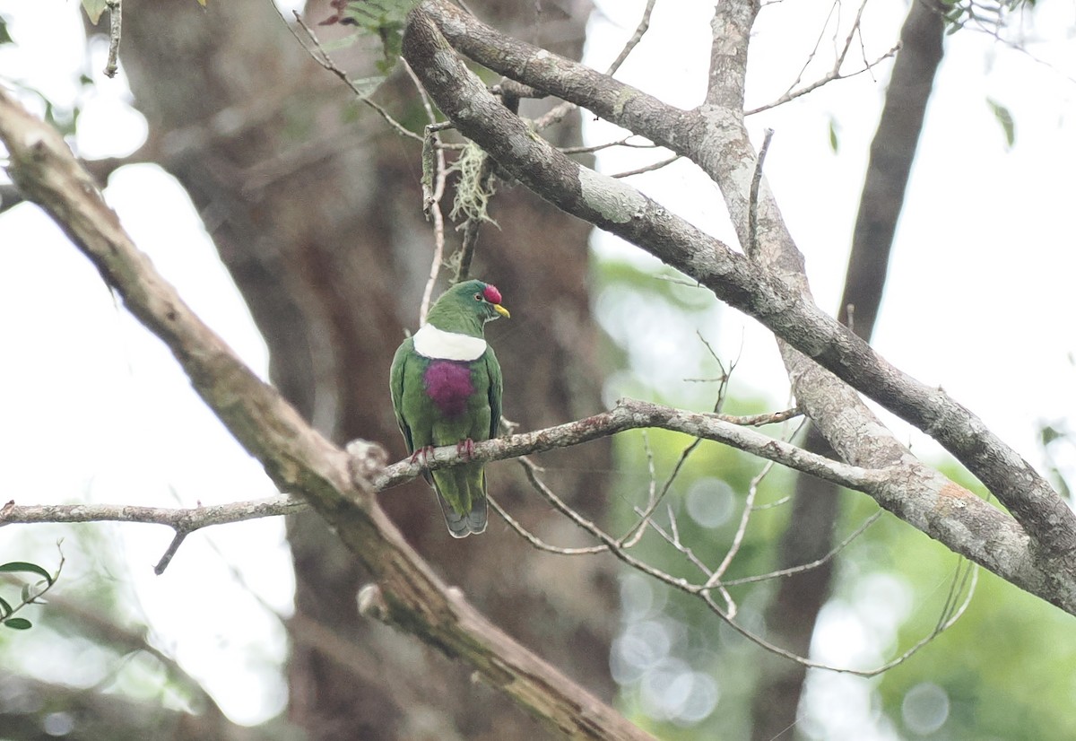 White-breasted Fruit-Dove (Moluccan) - ML620982147
