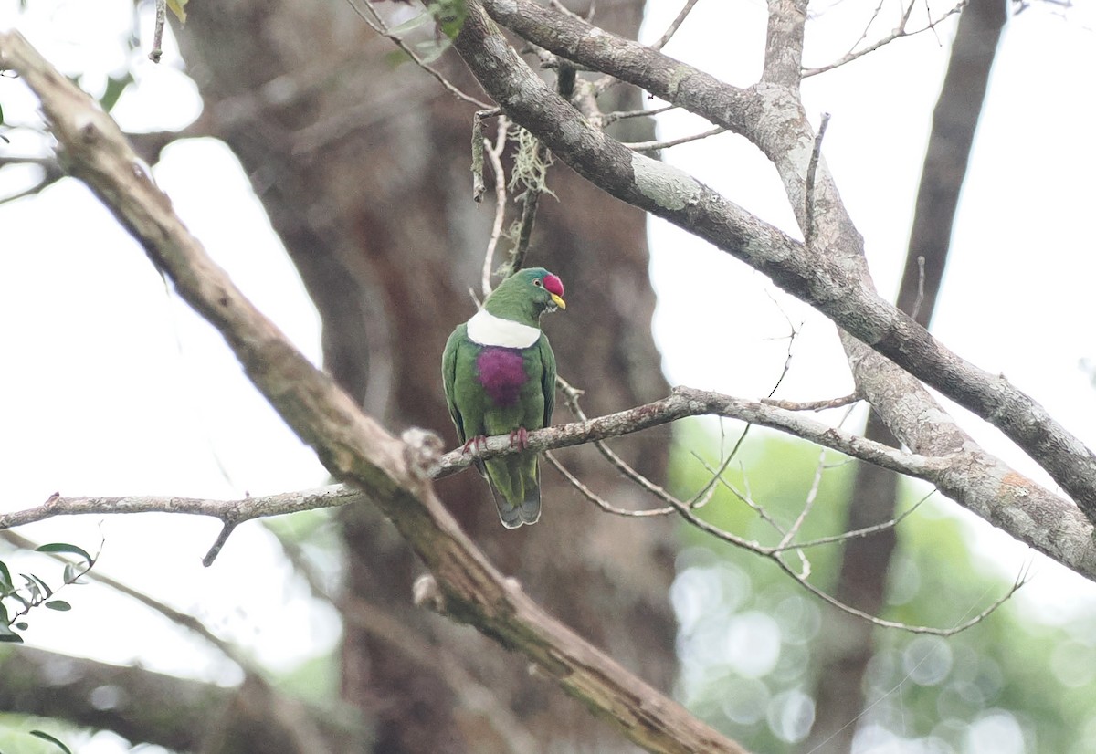 White-breasted Fruit-Dove (Moluccan) - ML620982148