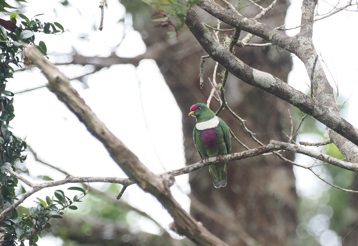 White-breasted Fruit-Dove (Moluccan) - ML620982149