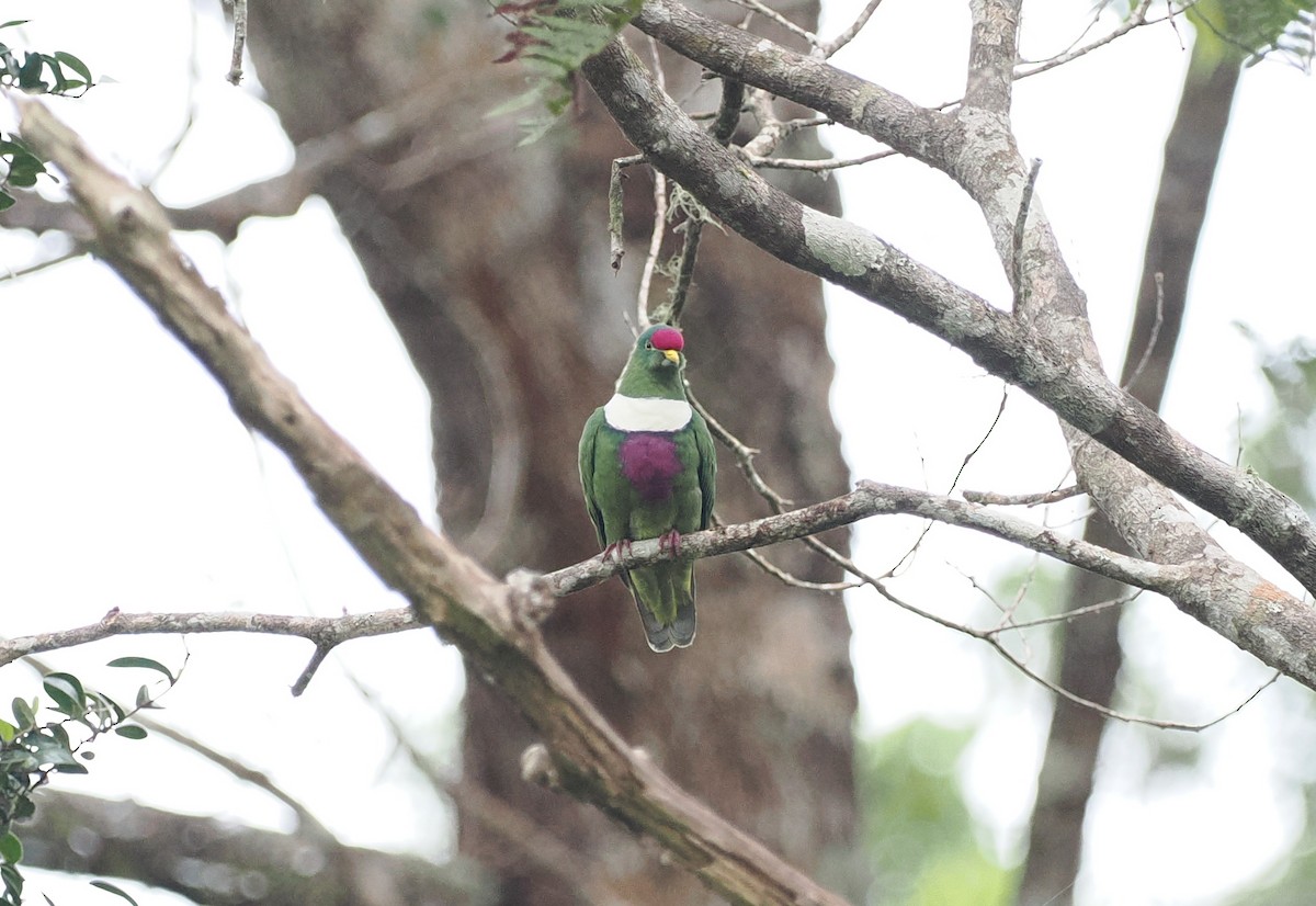 White-breasted Fruit-Dove (Moluccan) - ML620982150