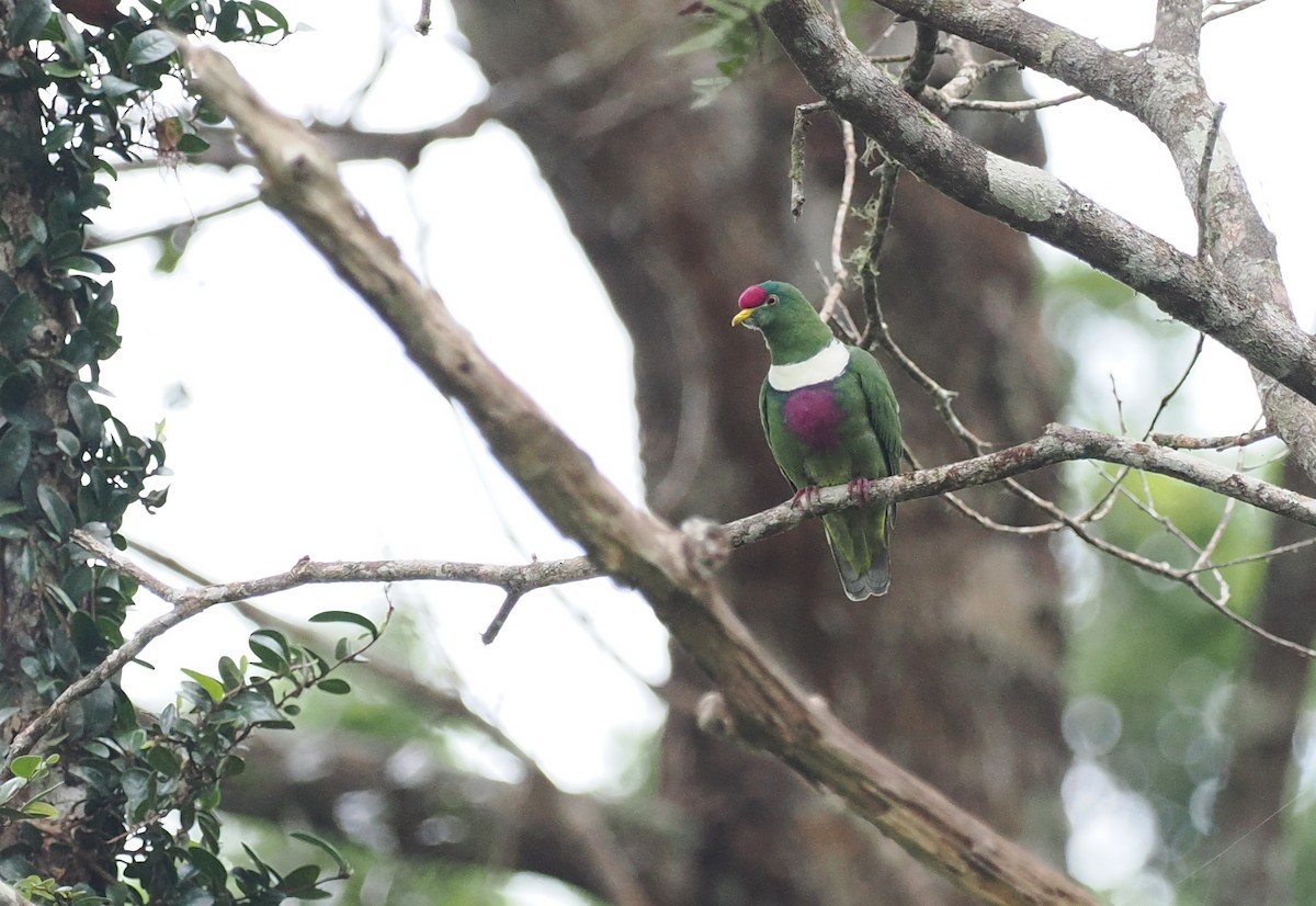 White-breasted Fruit-Dove (Moluccan) - Scott (瑞興) LIN(林)