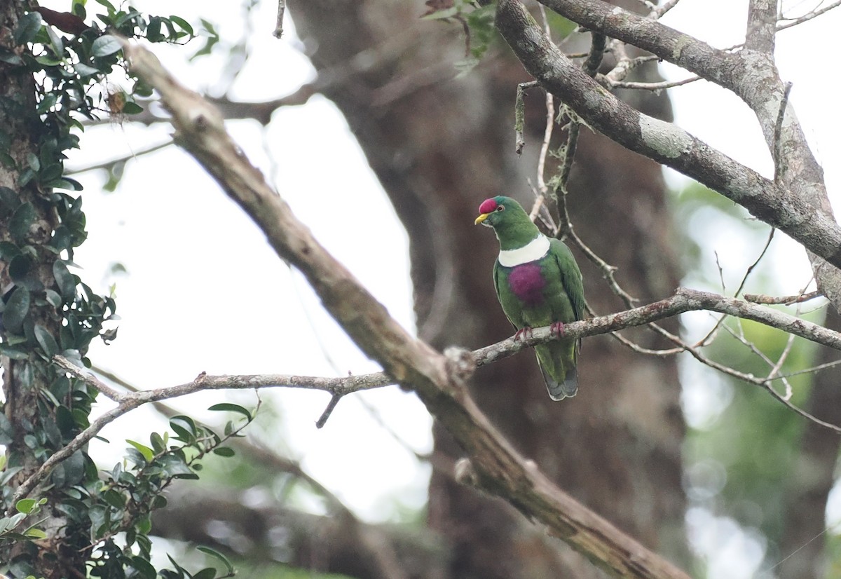 White-breasted Fruit-Dove (Moluccan) - ML620982152