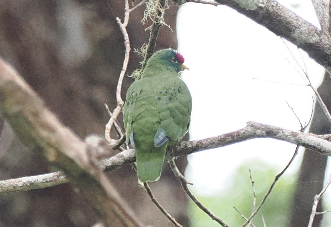 White-breasted Fruit-Dove (Moluccan) - ML620982153