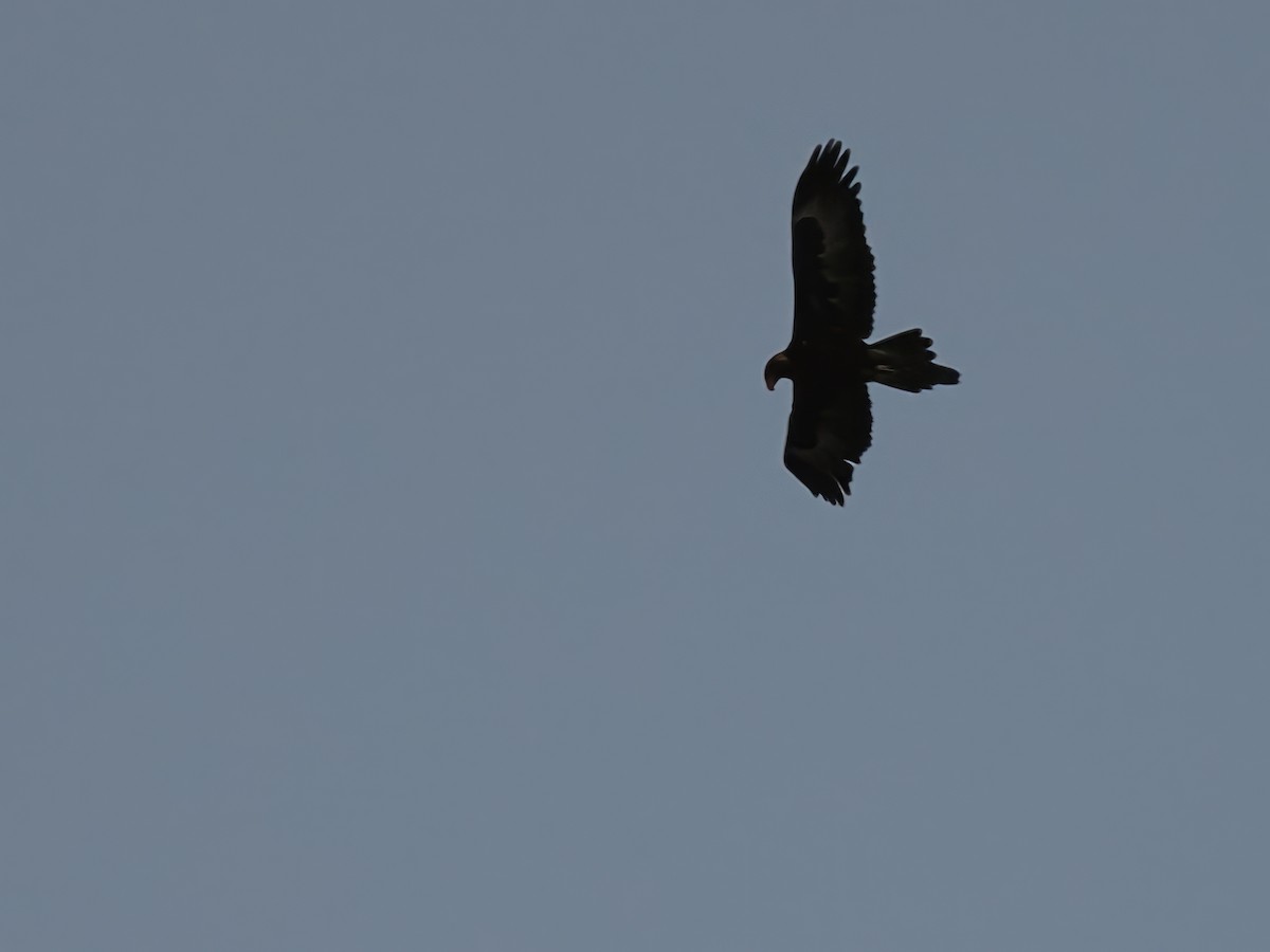 Wedge-tailed Eagle - ML620982207