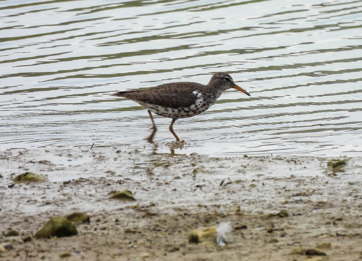 Spotted Sandpiper - Susan Brauning