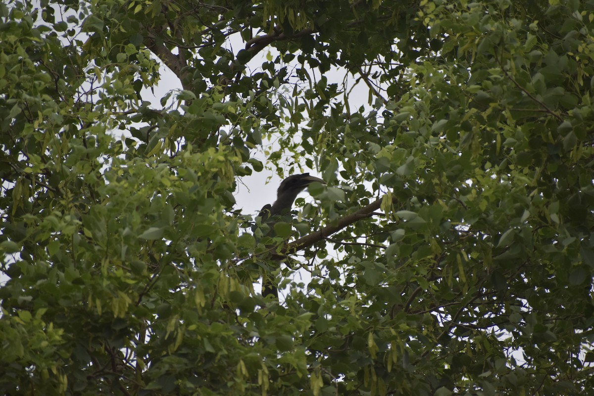 Indian Gray Hornbill - ML620982217