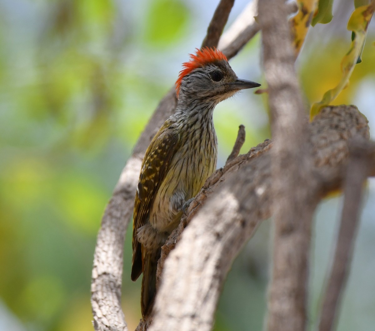 Cardinal Woodpecker - ML620982220