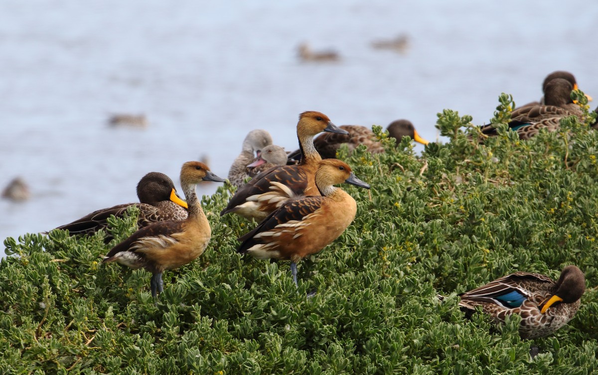 Fulvous Whistling-Duck - ML620982260