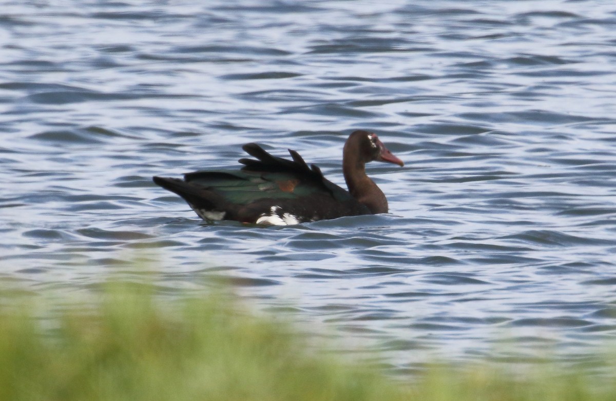 Spur-winged Goose - ML620982267