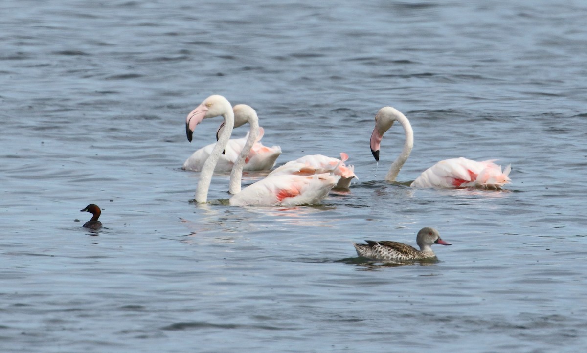 Greater Flamingo - ML620982284
