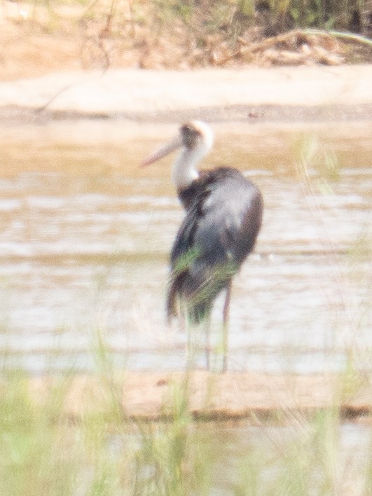 African Woolly-necked Stork - ML620982287