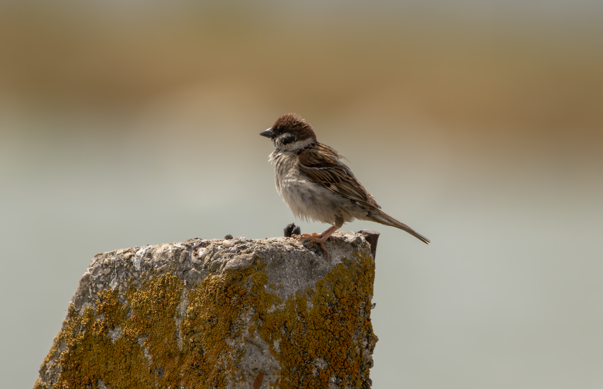 Eurasian Tree Sparrow - ML620982290