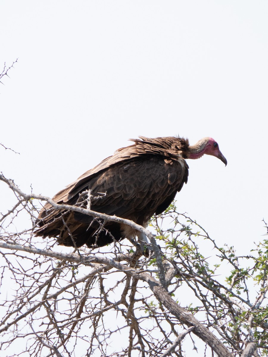 Hooded Vulture - ML620982297