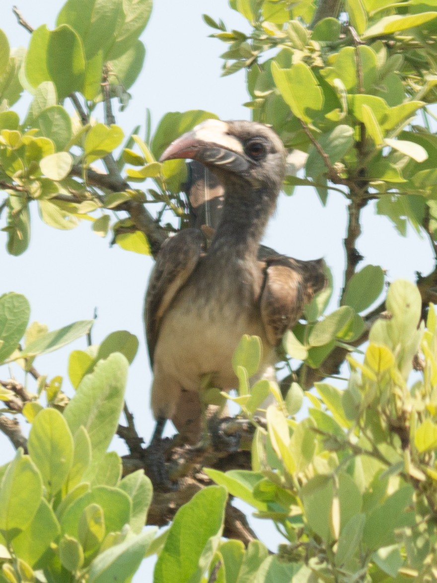 African Gray Hornbill - ML620982302