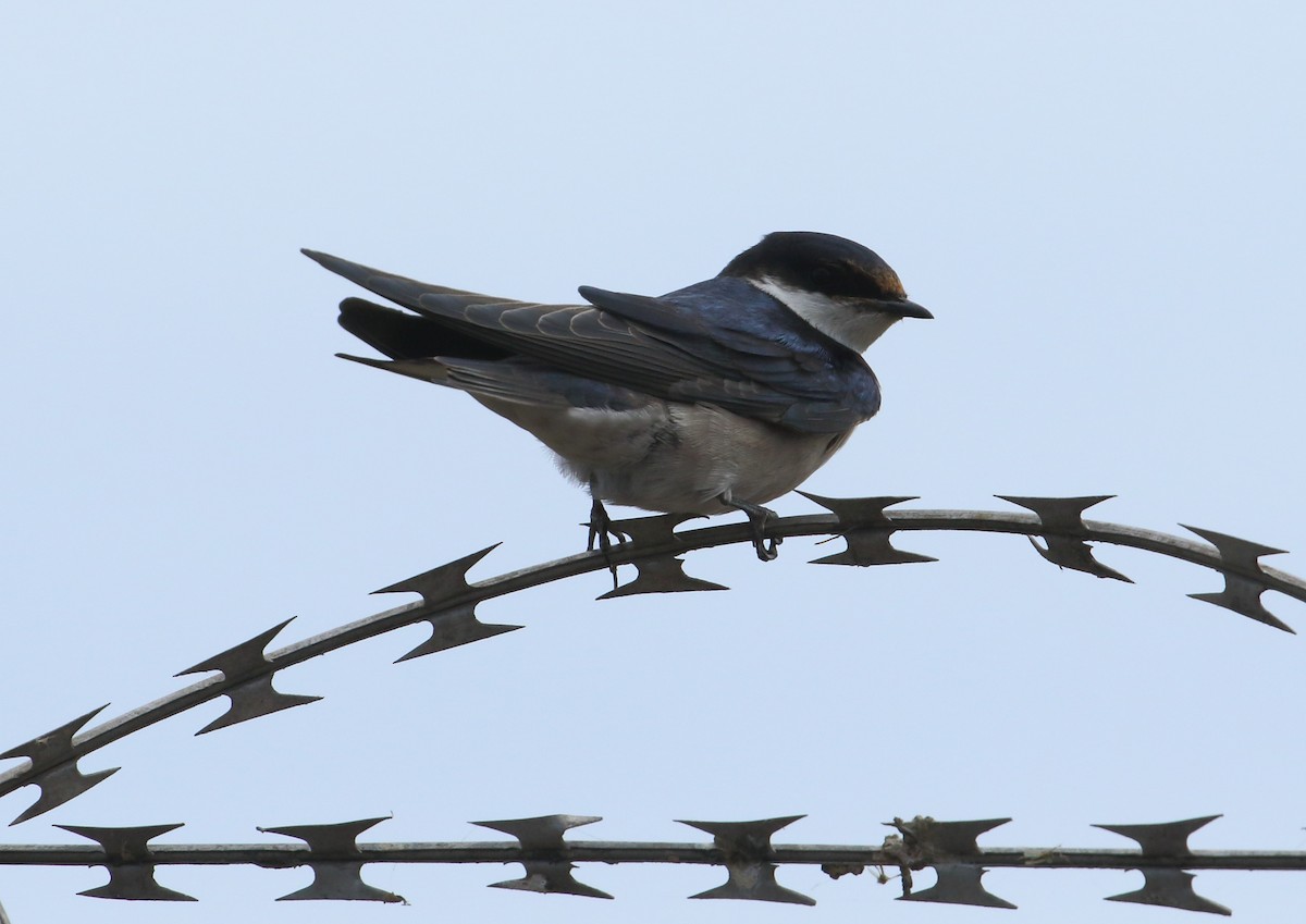 White-throated Swallow - Frank Weihe