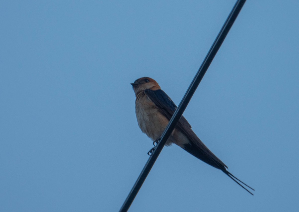 Red-rumped Swallow - ML620982318