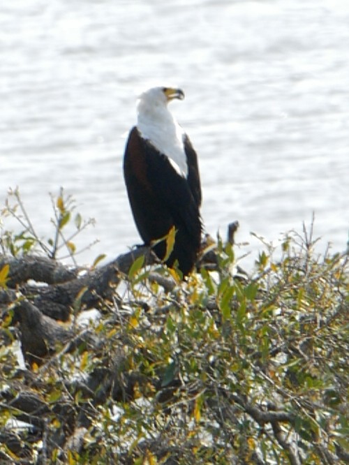 African Fish-Eagle - ML620982322