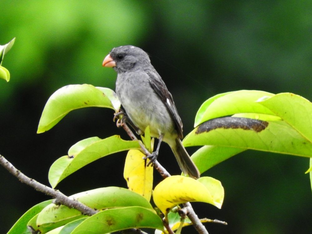 Gray Seedeater - ML620982325