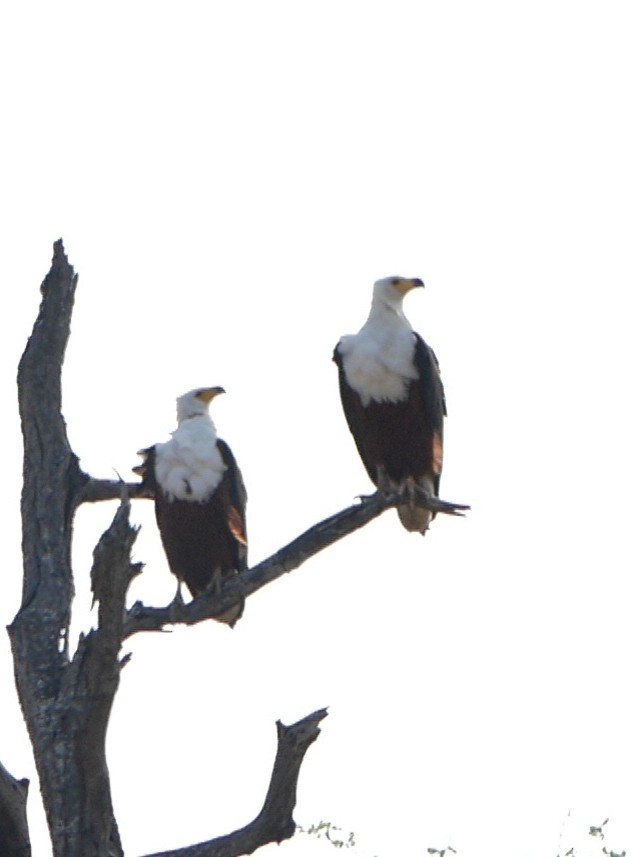 African Fish-Eagle - ML620982345