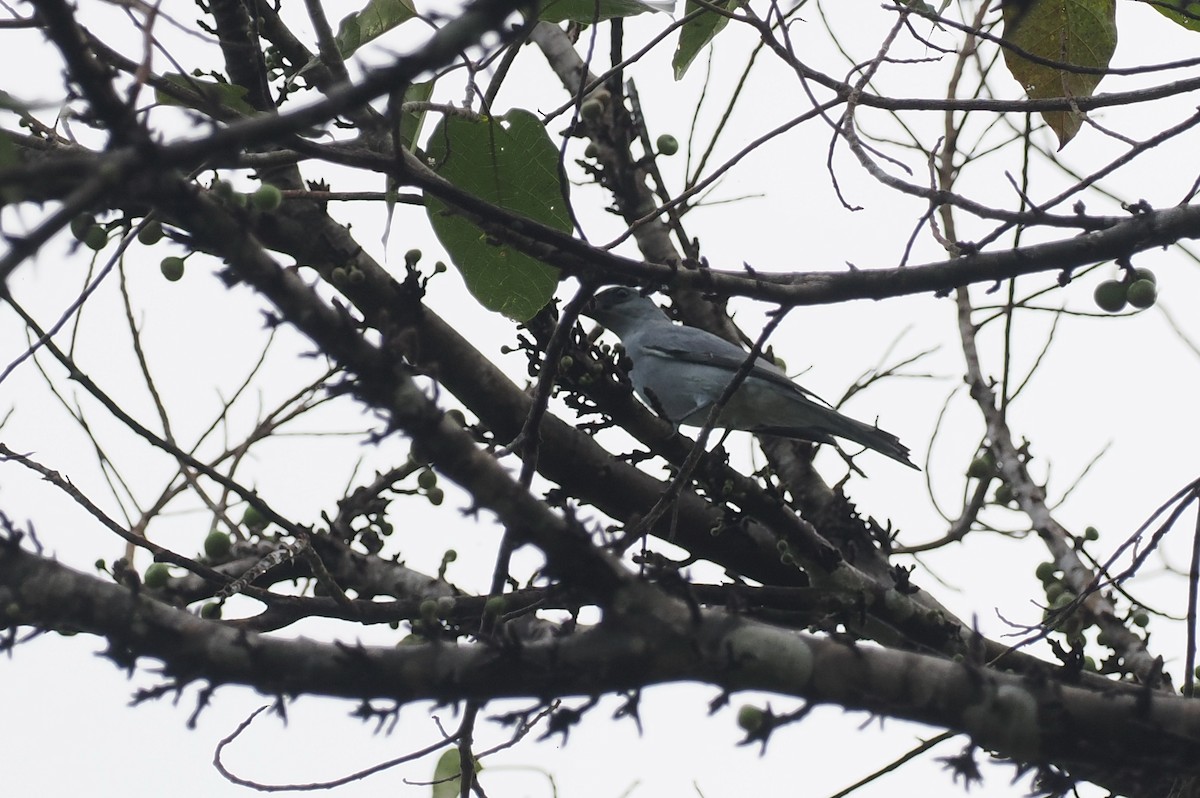 Buru Cuckooshrike - ML620982352