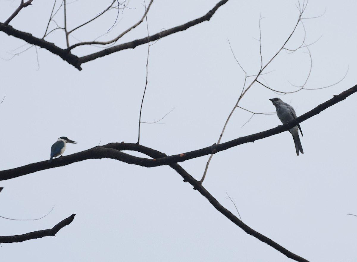 Buru Cuckooshrike - ML620982353