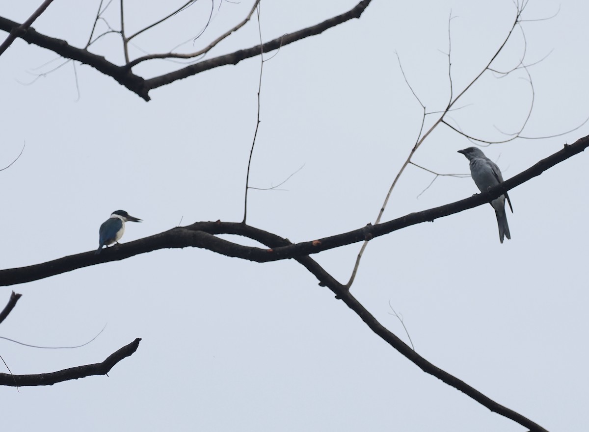 Buru Cuckooshrike - ML620982354