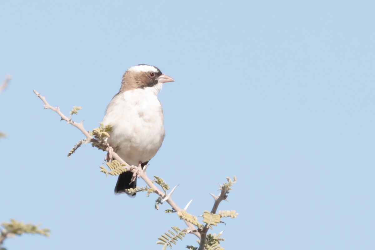 White-browed Sparrow-Weaver - ML620982360