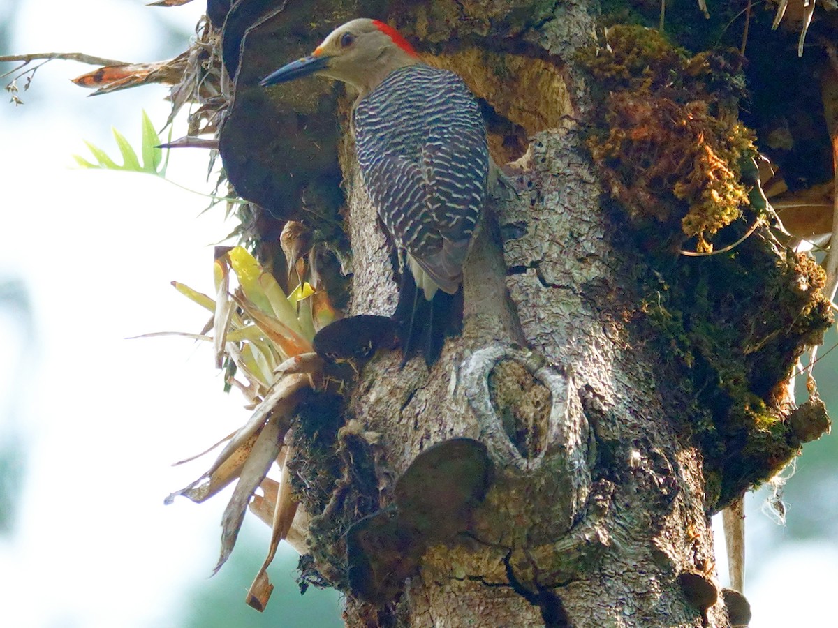 Golden-fronted Woodpecker - ML620982371