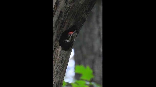 Pileated Woodpecker - ML620982391