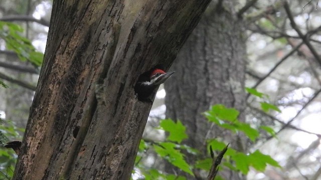 Pileated Woodpecker - ML620982394