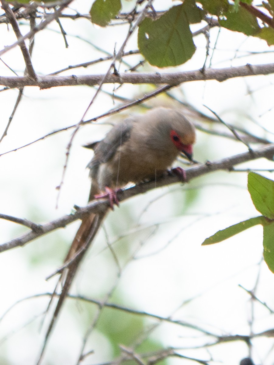 Red-faced Mousebird - ML620982415