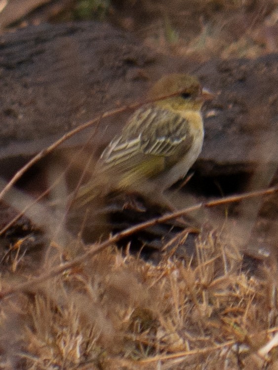Yellow-fronted Canary - ML620982425