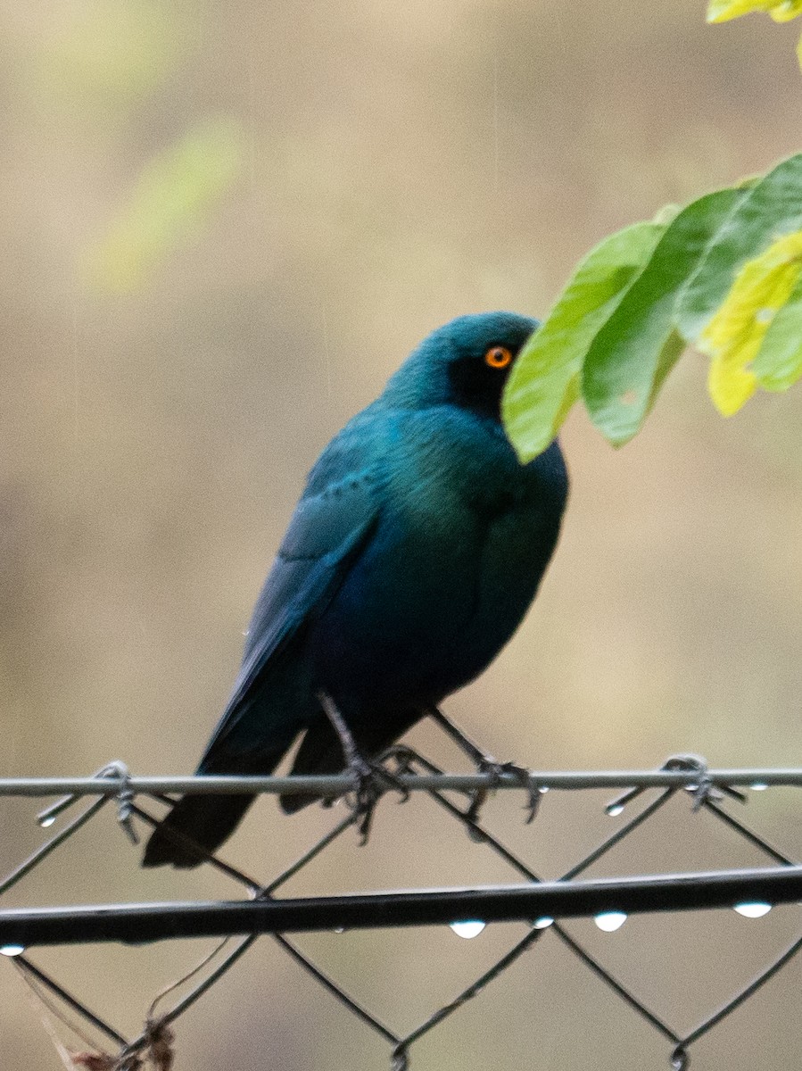 Greater Blue-eared Starling - Max Merzdorf