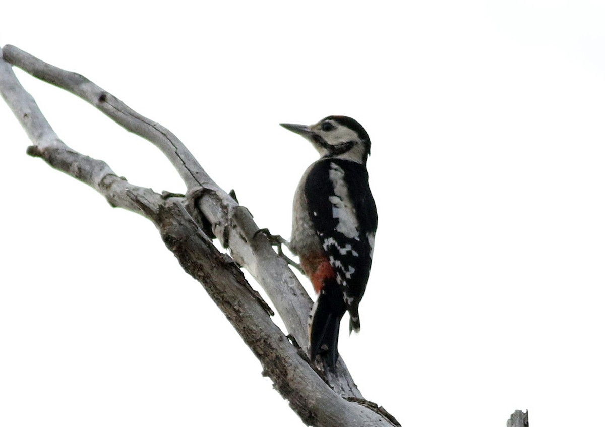 Great Spotted Woodpecker - ML620982459