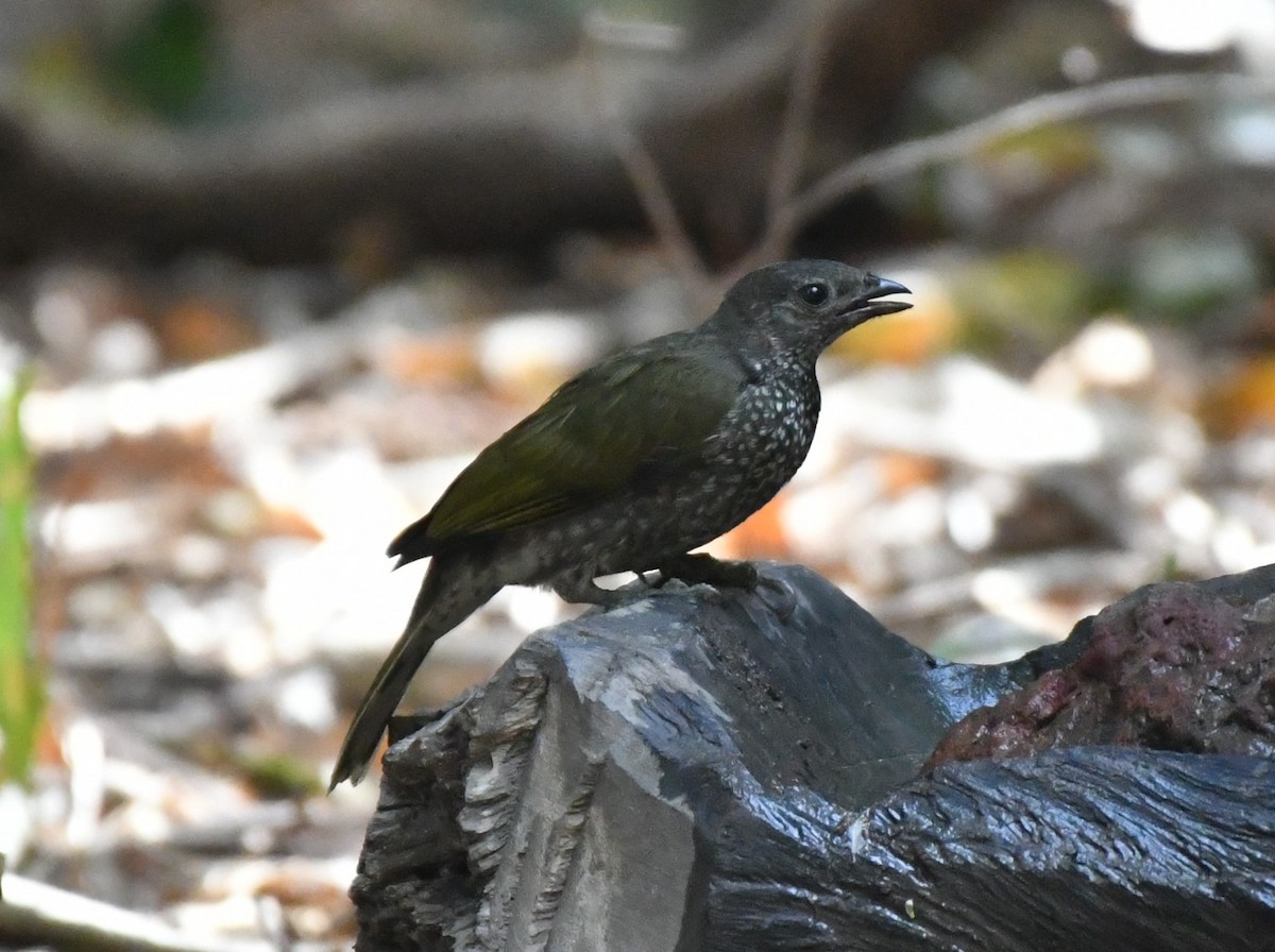 Spotted Honeyguide - ML620982497