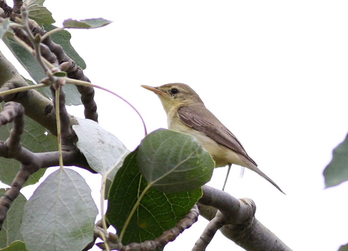 Melodious Warbler - ML620982504