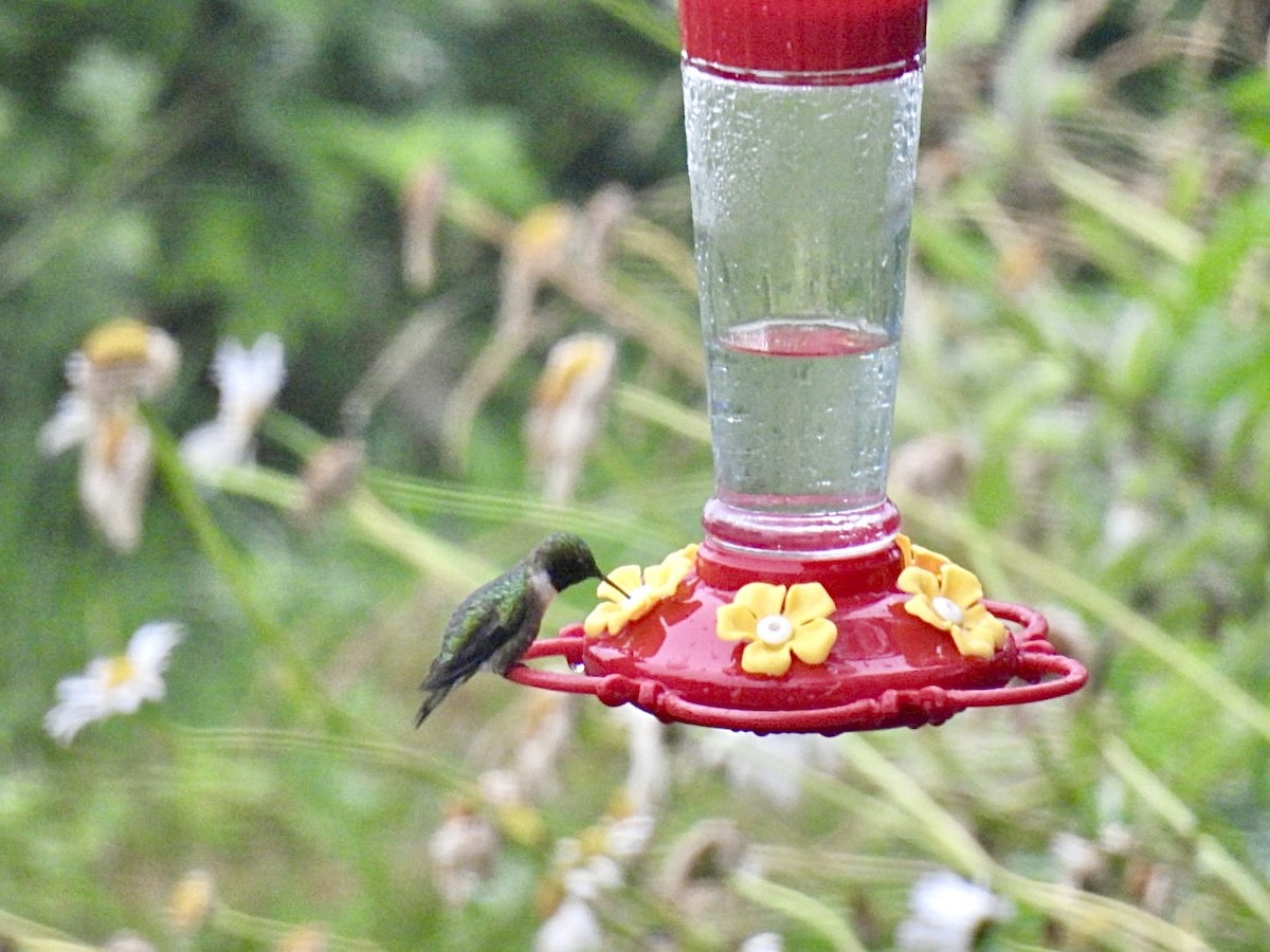 Ruby-throated Hummingbird - Donna Reis