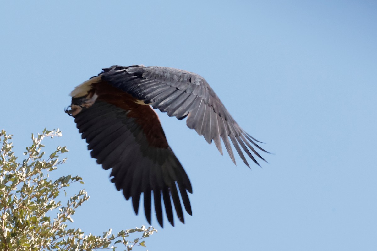 African Fish-Eagle - ML620982514