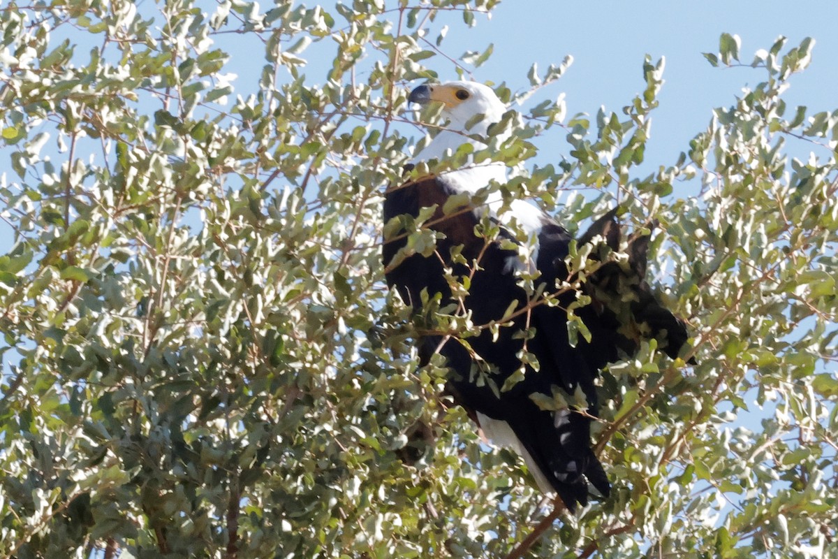 African Fish-Eagle - ML620982543