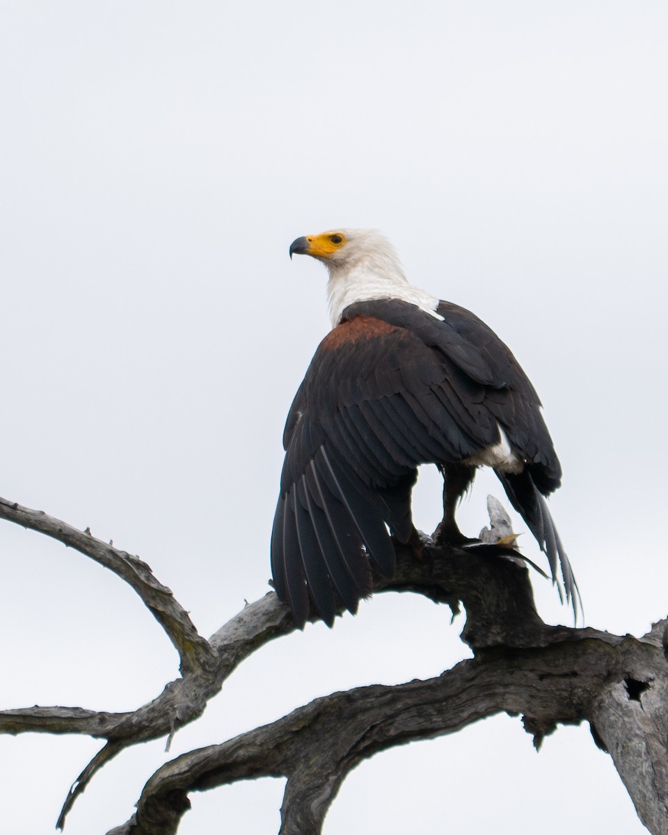 African Fish-Eagle - ML620982544