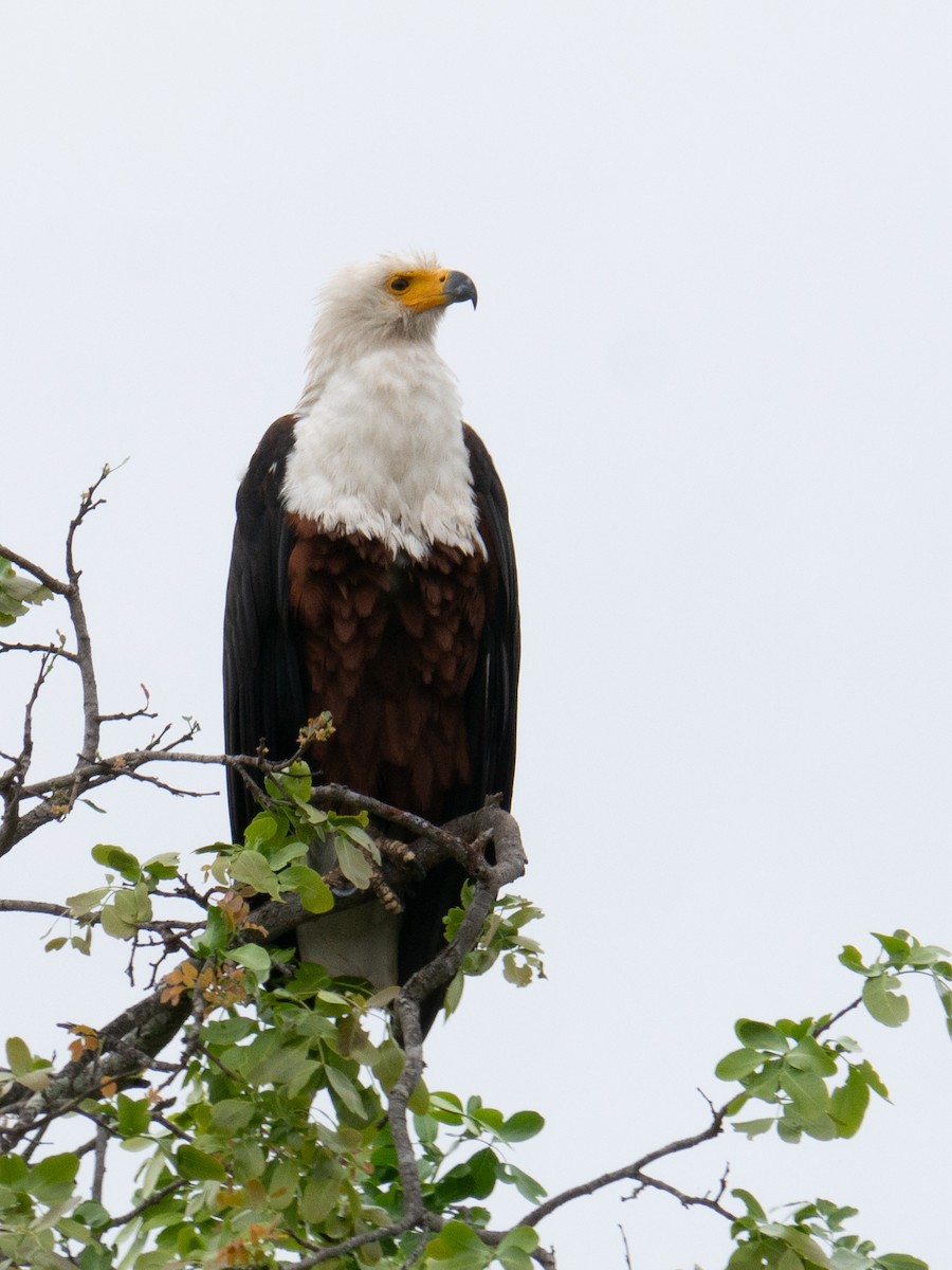 African Fish-Eagle - ML620982545