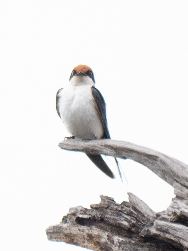 Wire-tailed Swallow - ML620982551