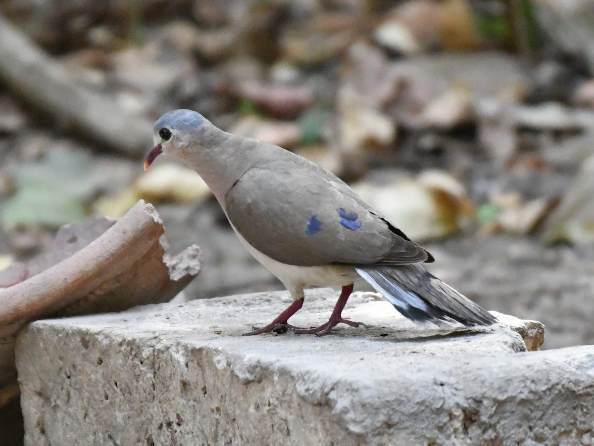 Blue-spotted Wood-Dove - ML620982576