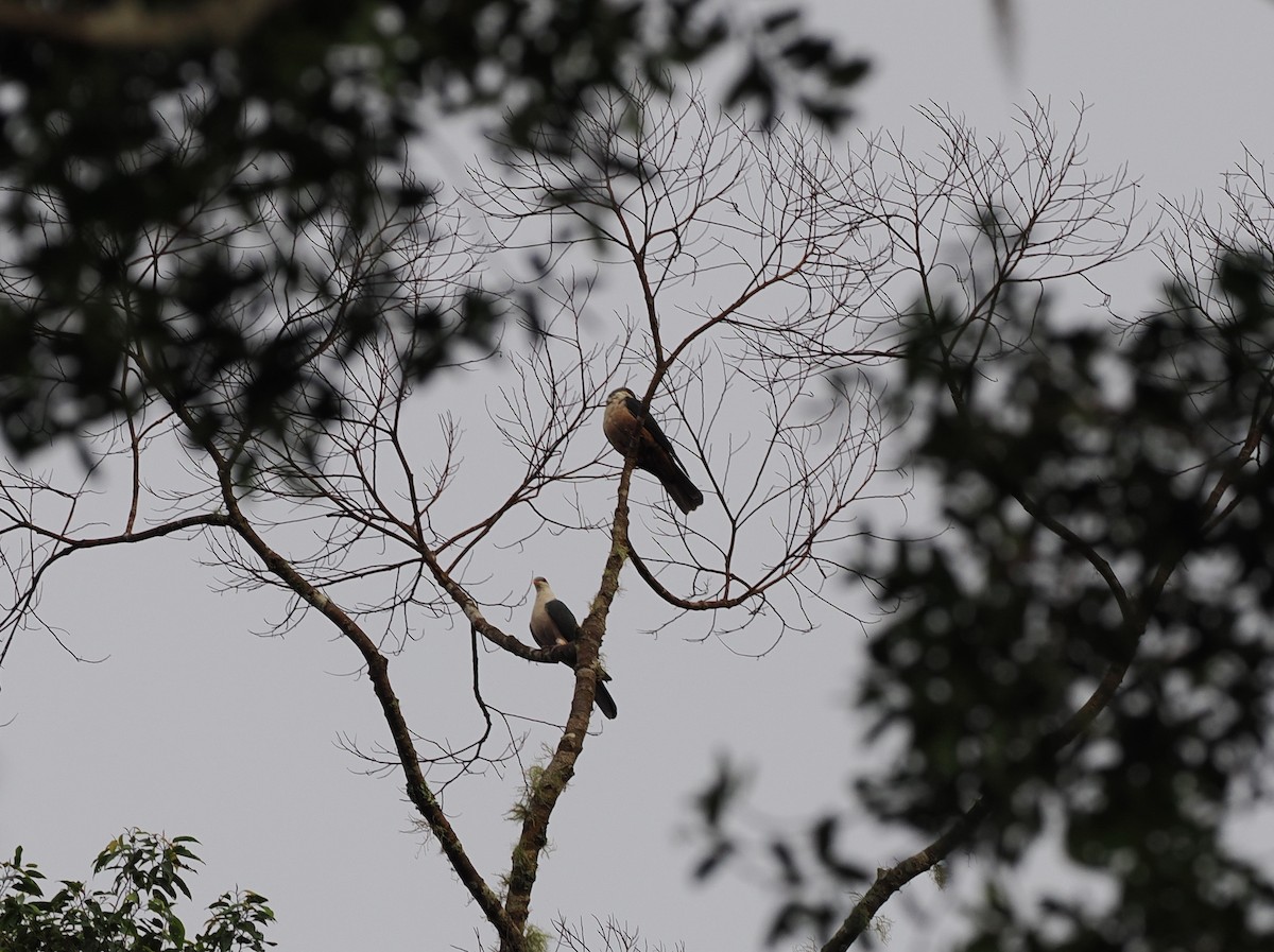 Buru Mountain-Pigeon - ML620982587